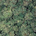 Buy Jamaican Pearl