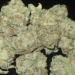 Moonwalker Kush