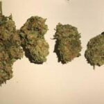 Critical Kush